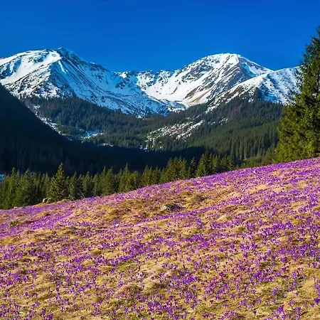 Lejlighed Zakatek Mietusi