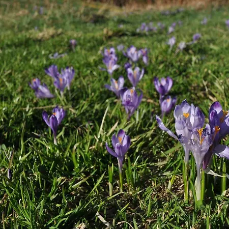 Lejlighed Zakatek Mietusi