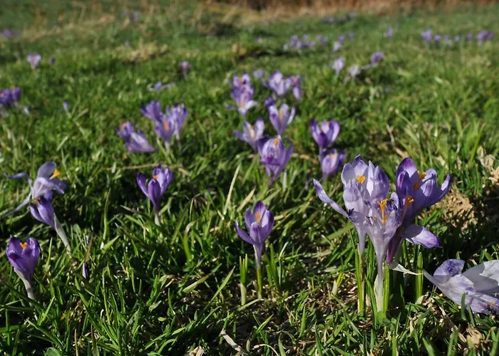 Appartement Zakatek Mietusi